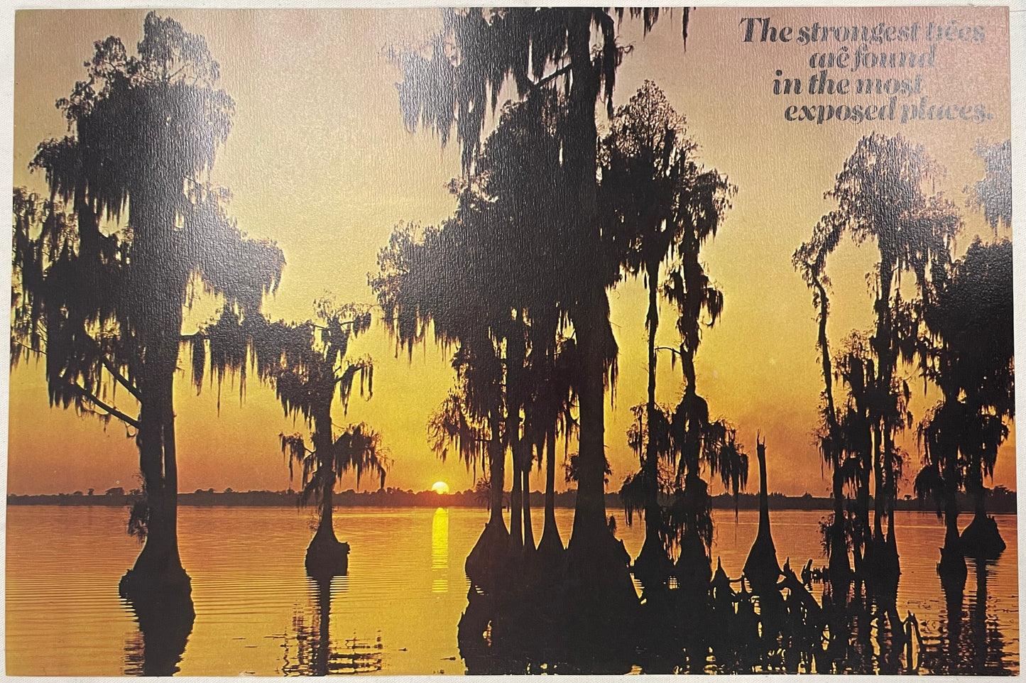 The Strongest Trees Are Found in the Most Exposed Places., vintage Argus Communications Motivational Poster #2078