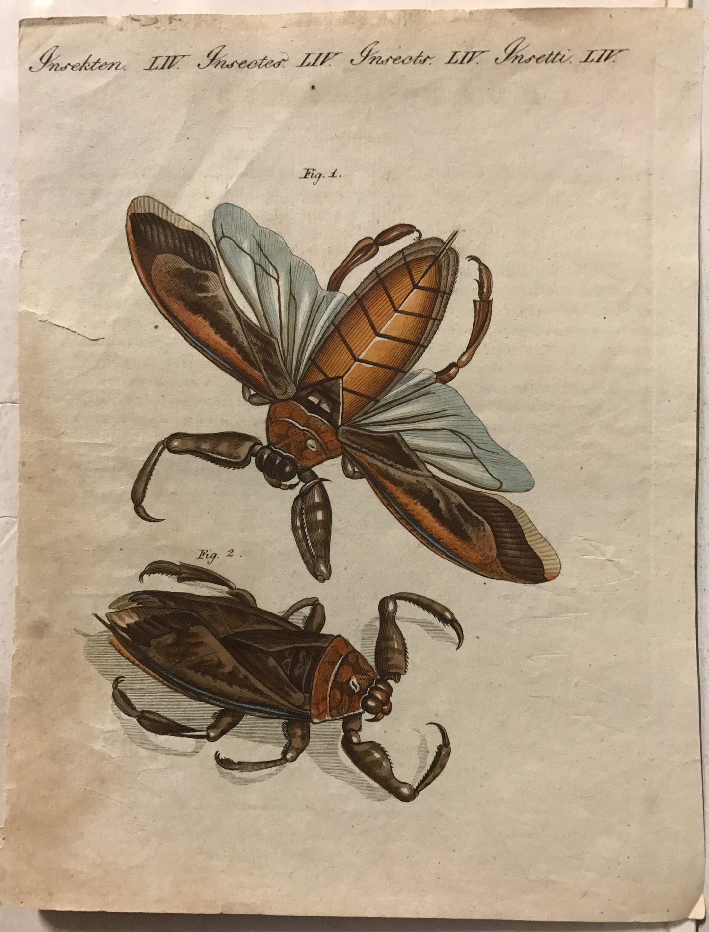 Remarkable Insects, set of (3) Antique Hand-Colored Engravings, (c.1790)