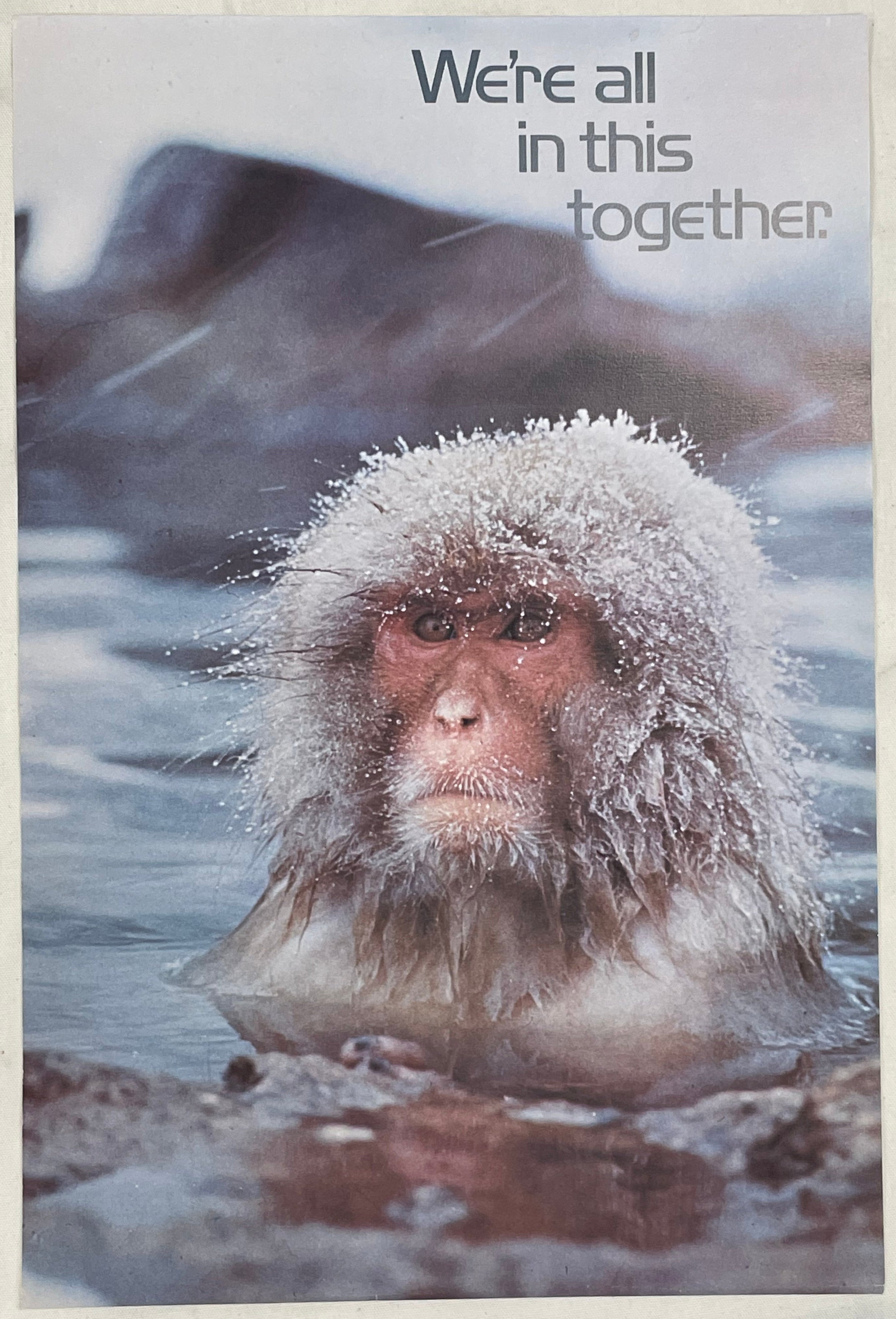 Argus Communications poster using a famous National Geographic photograph of a snow monkey in ice water