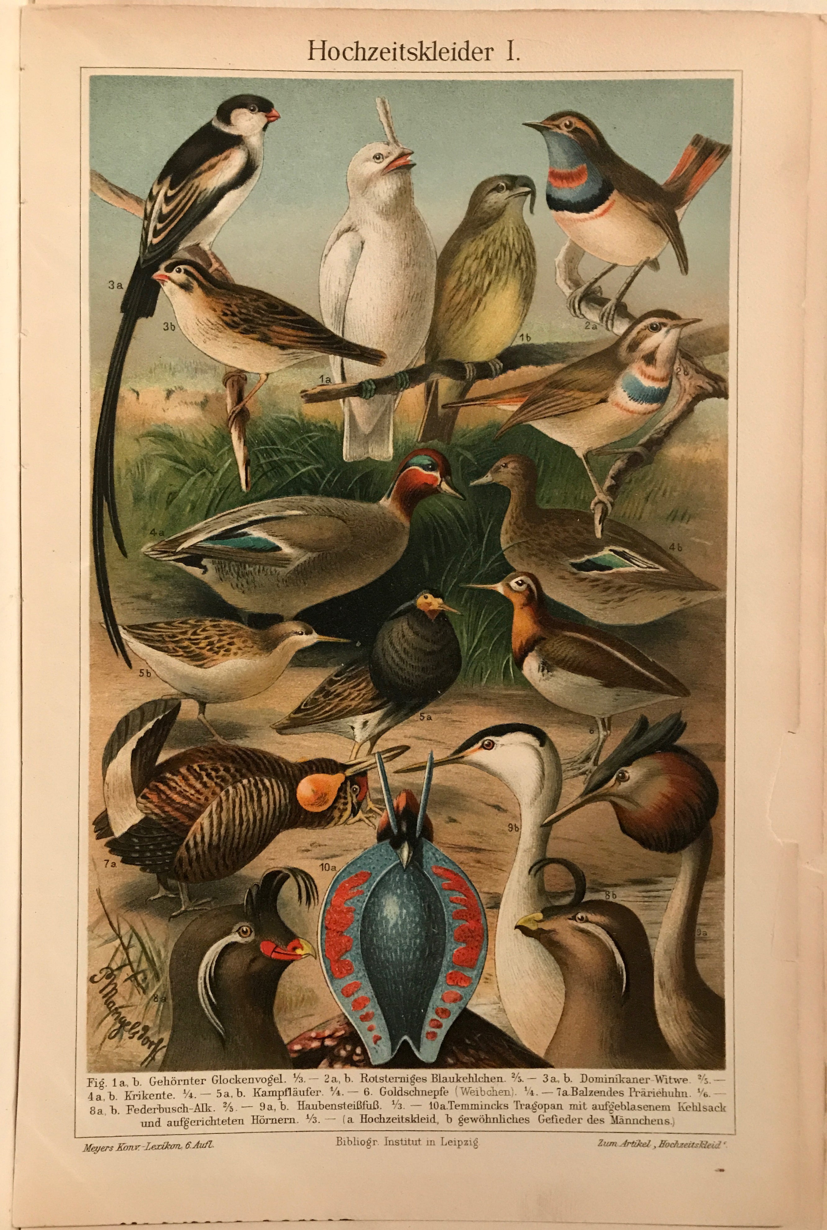 Hochzeitskleider I, original and antique chromolithograph,  c.1890 - HAPPIEST KID FINDS - Museum-quality antique and vintage posters, original art, preservation and restoration