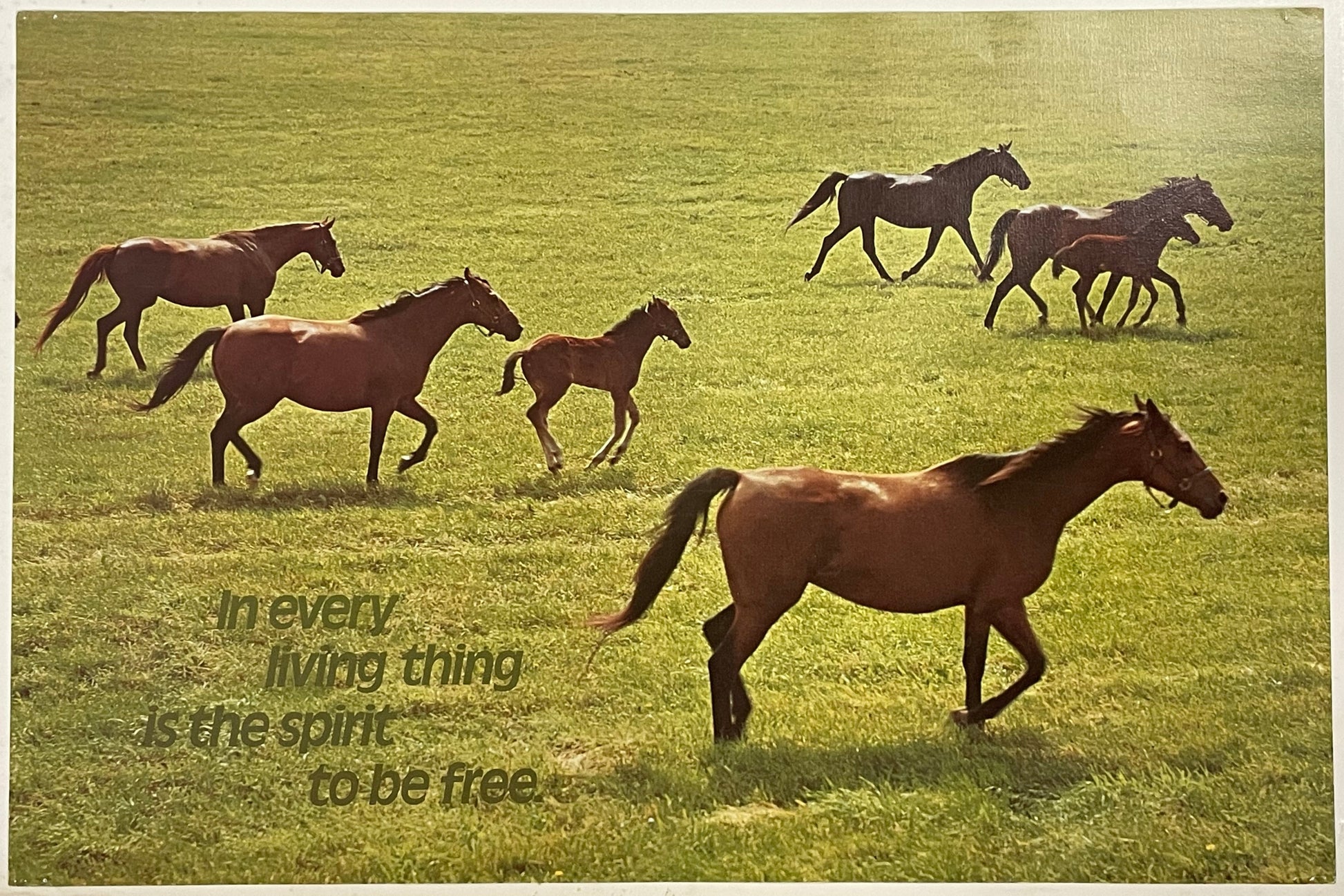 In Every Living Thing Is the Spirit to be Free., vintage Argus Communications Motivational Poster 2226