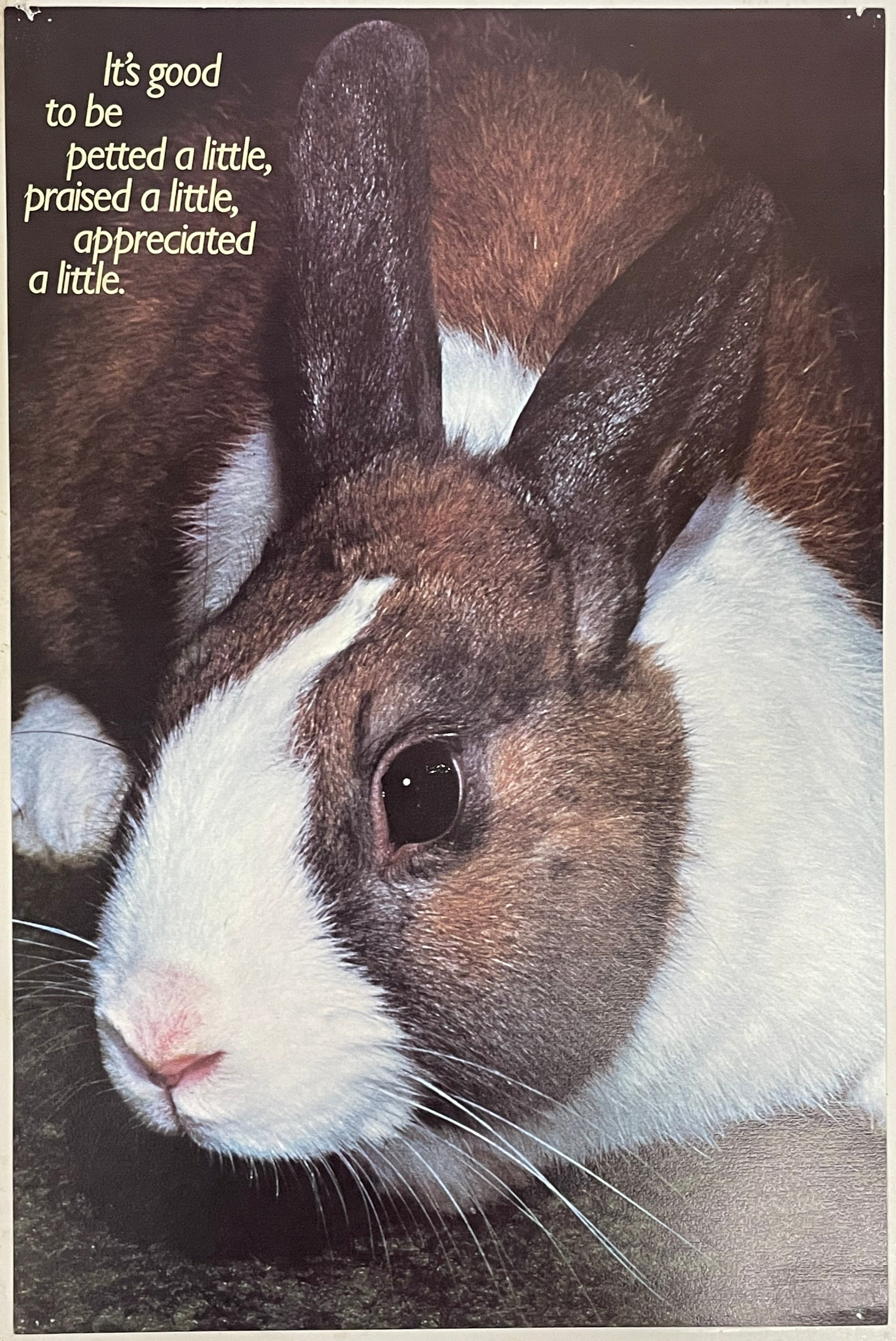 It's Good to be Petted a Little, Praised a Little, Appreciated a Little., (#892)