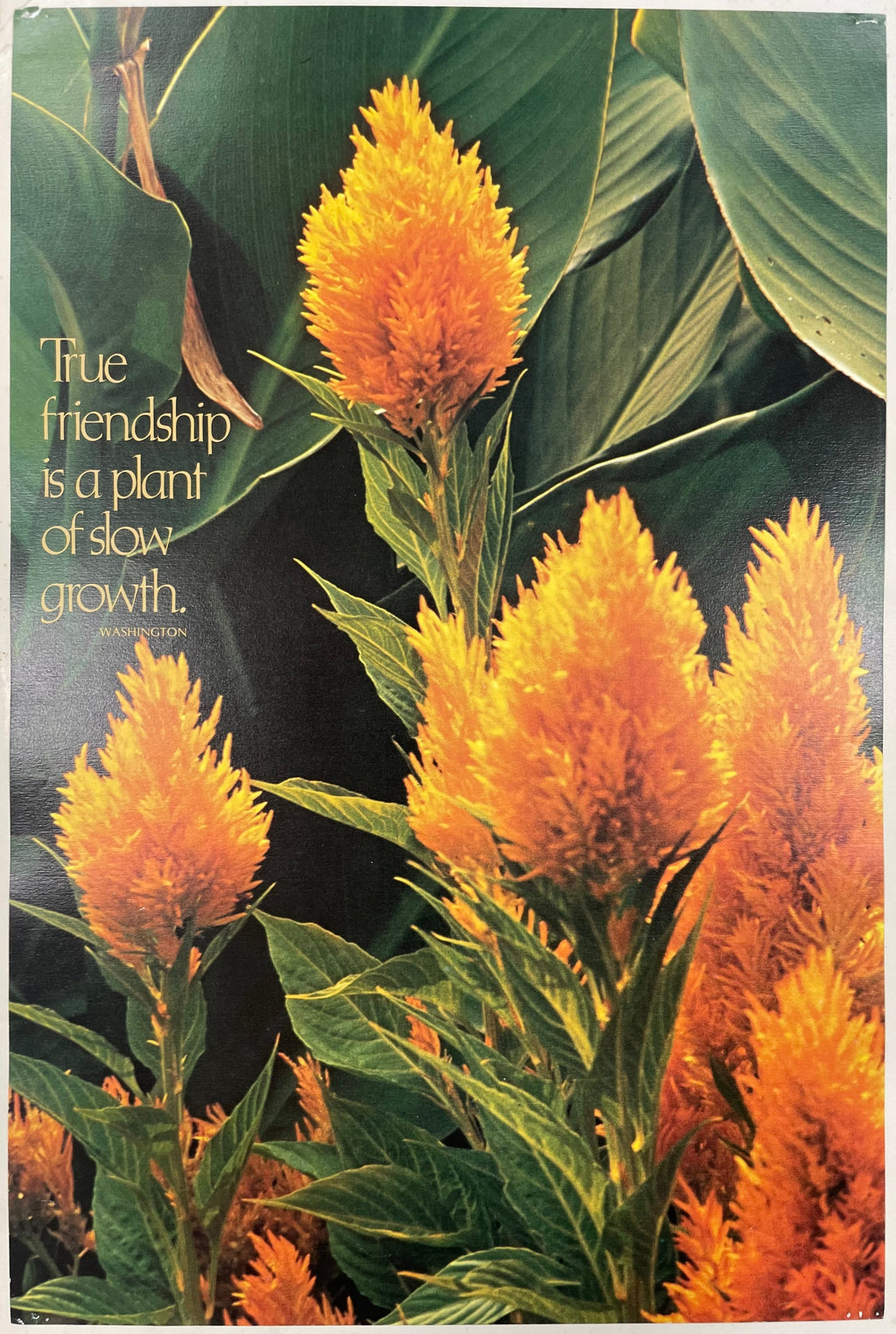 The Friendship is a Plant of Slow Growth. vintage Argus Communications Motivational Poster #2246
