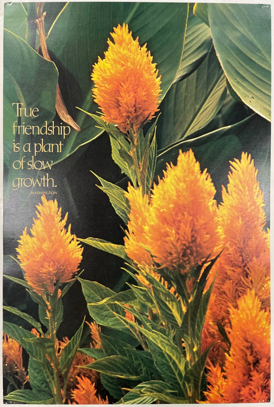 The Friendship is a Plant of Slow Growth. vintage Argus Communications Motivational Poster #2246