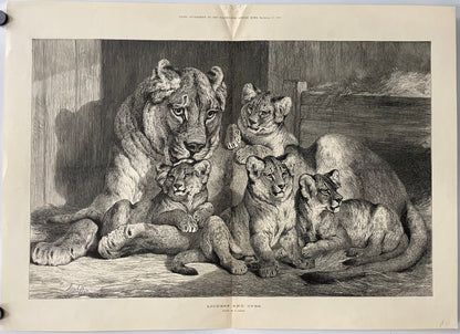 antique, Lioness and Cubs, engraving as supplement to the Illustrated London News, 1881, illustration of a lioness with her cubs on a stone ledge.