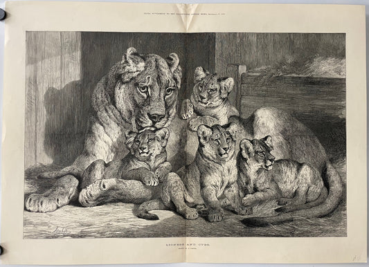antique, Lioness and Cubs, engraving as supplement to the Illustrated London News, 1881, illustration of a lioness with her cubs on a stone ledge.