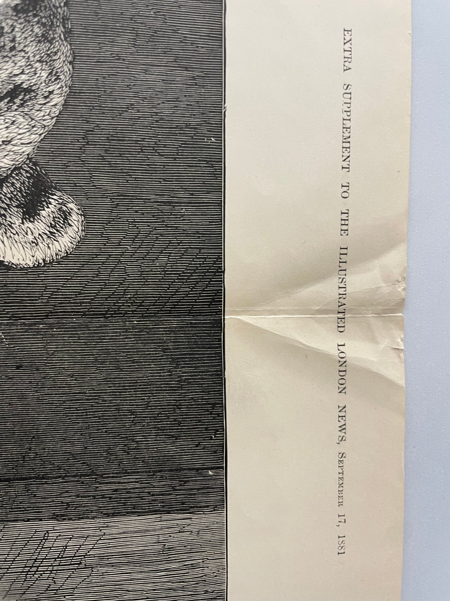 antique, Lioness and Cubs, engraving as supplement to the Illustrated London News, 1881