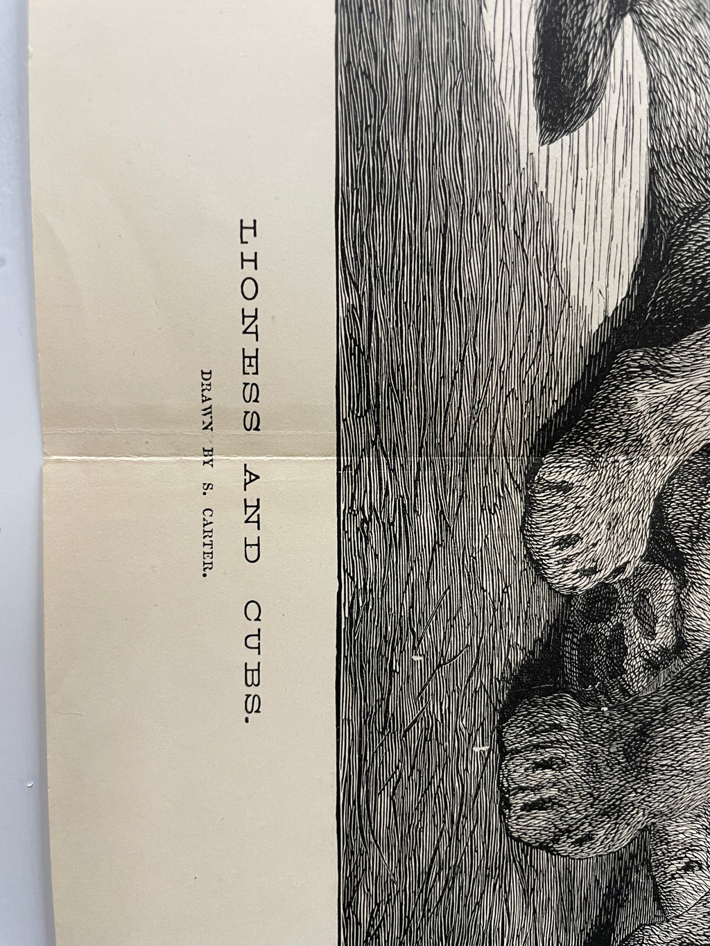 antique, Lioness and Cubs, engraving as supplement to the Illustrated London News, 1881 - HAPPIEST KID FINDS - Museum-quality antique and vintage posters, original art, preservation and restoration