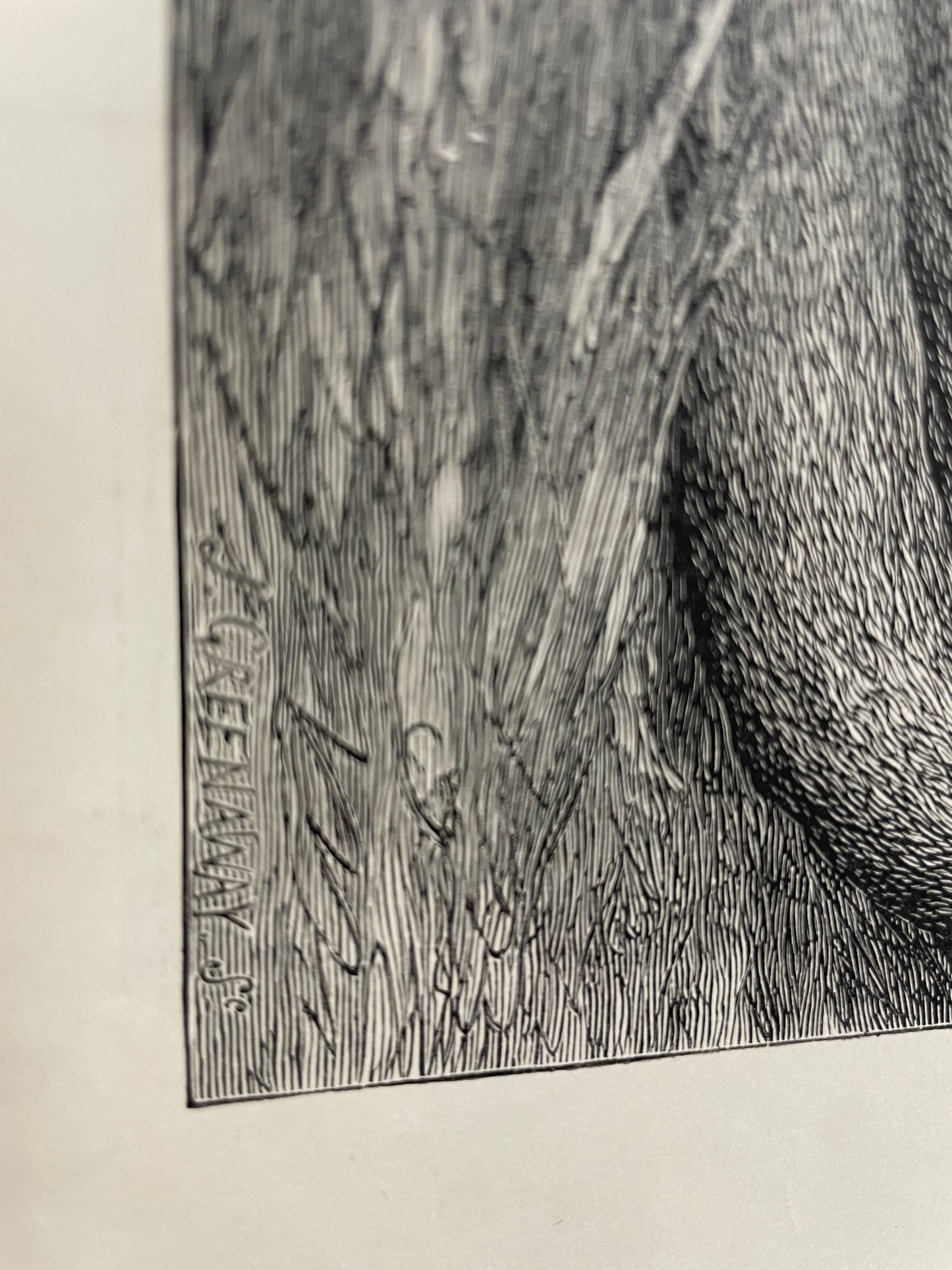 antique, Lioness and Cubs, engraving as supplement to the Illustrated London News, 1881