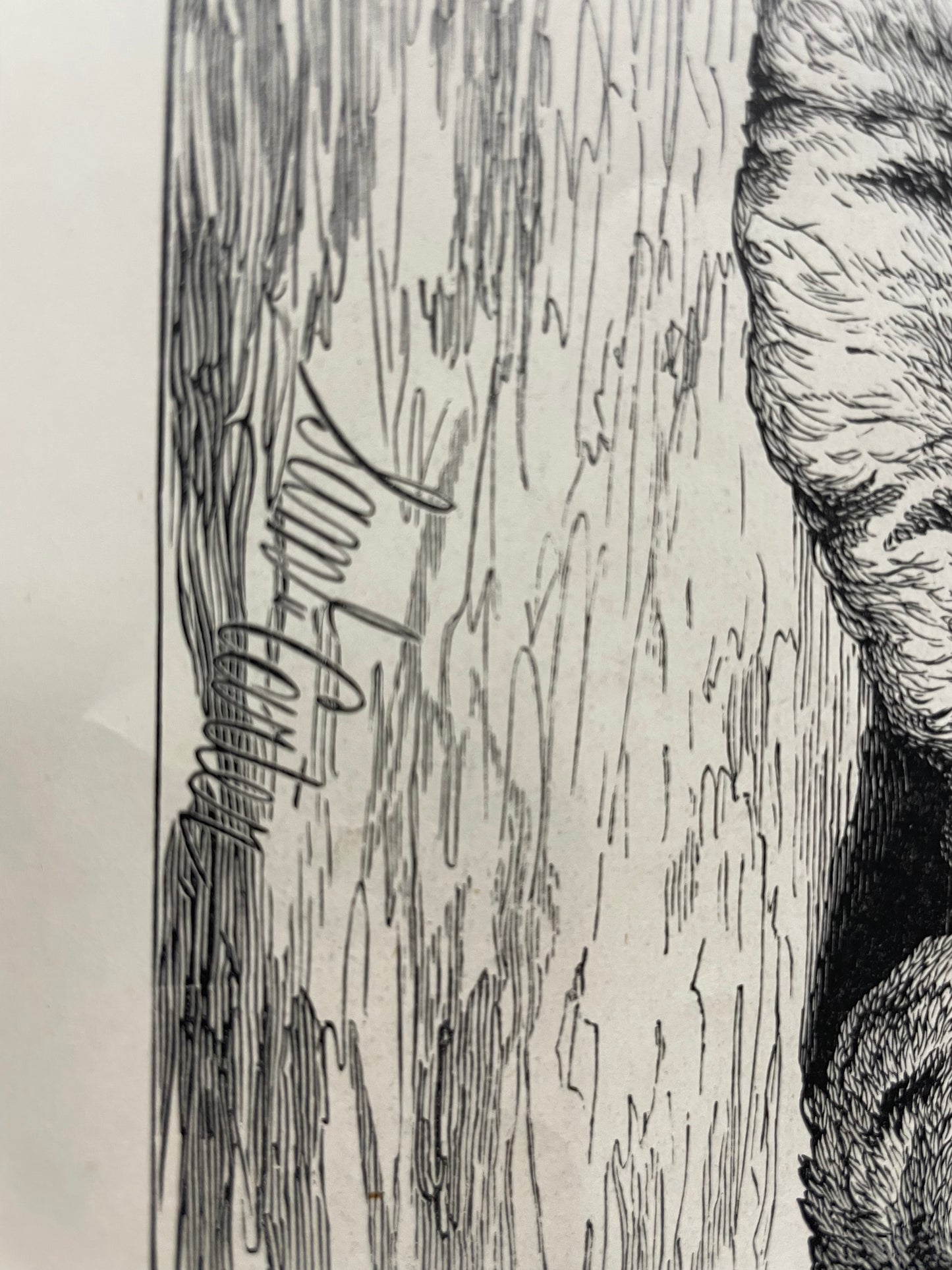 antique, Lioness and Cubs, engraving as supplement to the Illustrated London News, 1881