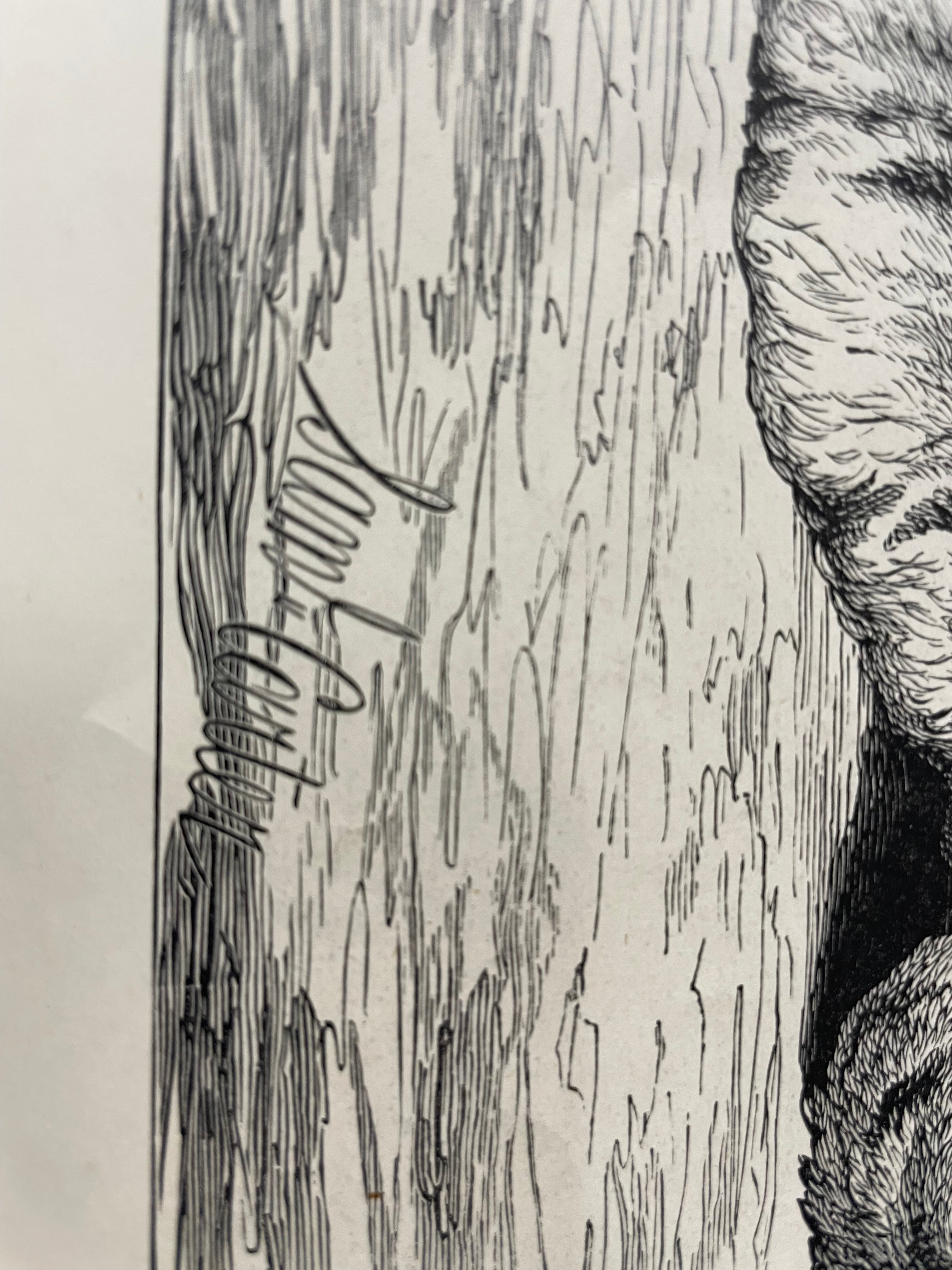 antique, Lioness and Cubs, engraving as supplement to the Illustrated London News, 1881 - HAPPIEST KID FINDS - Museum-quality antique and vintage posters, original art, preservation and restoration