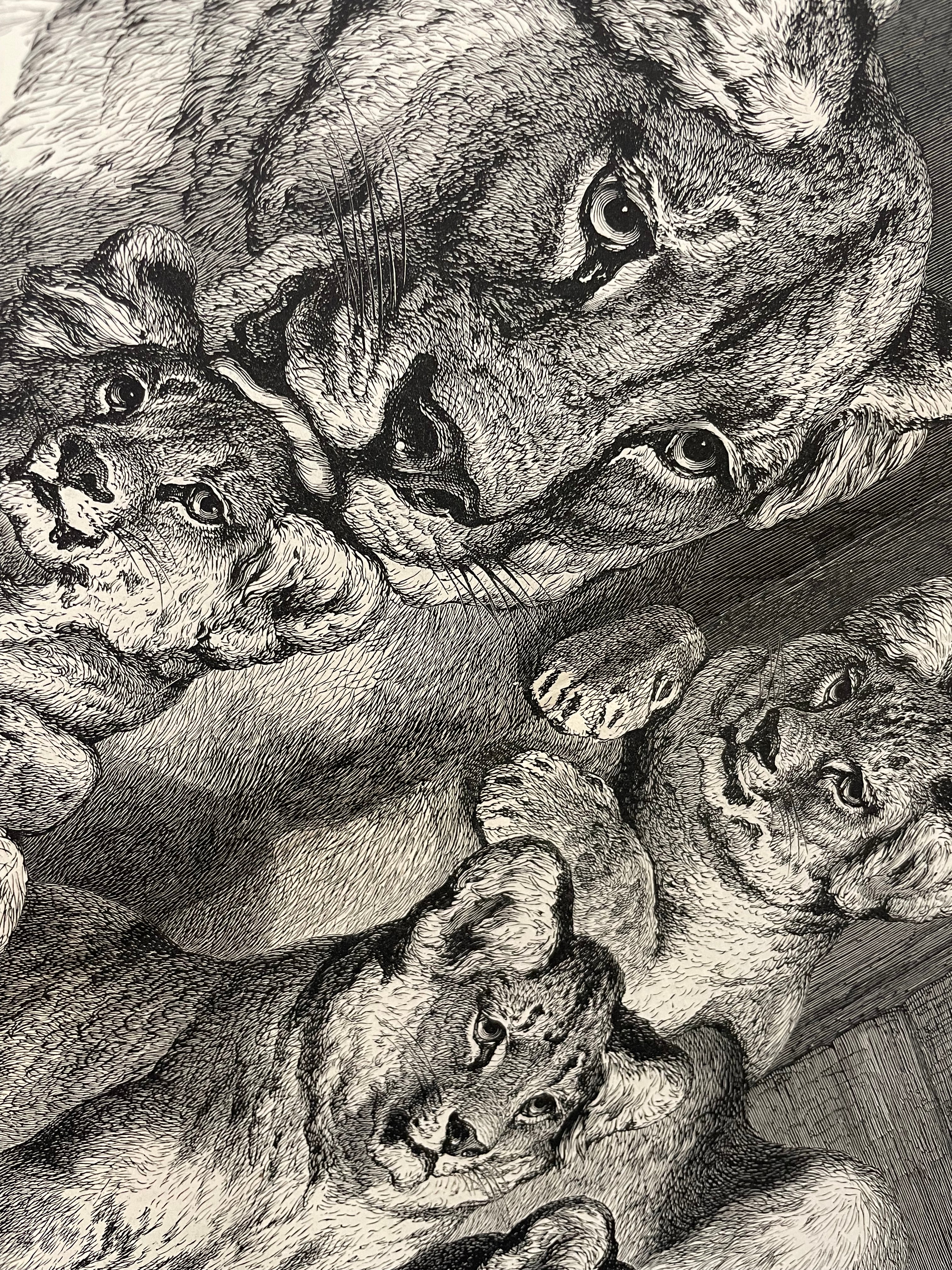 antique, Lioness and Cubs, engraving as supplement to the Illustrated London News, 1881 - HAPPIEST KID FINDS - Museum-quality antique and vintage posters, original art, preservation and restoration