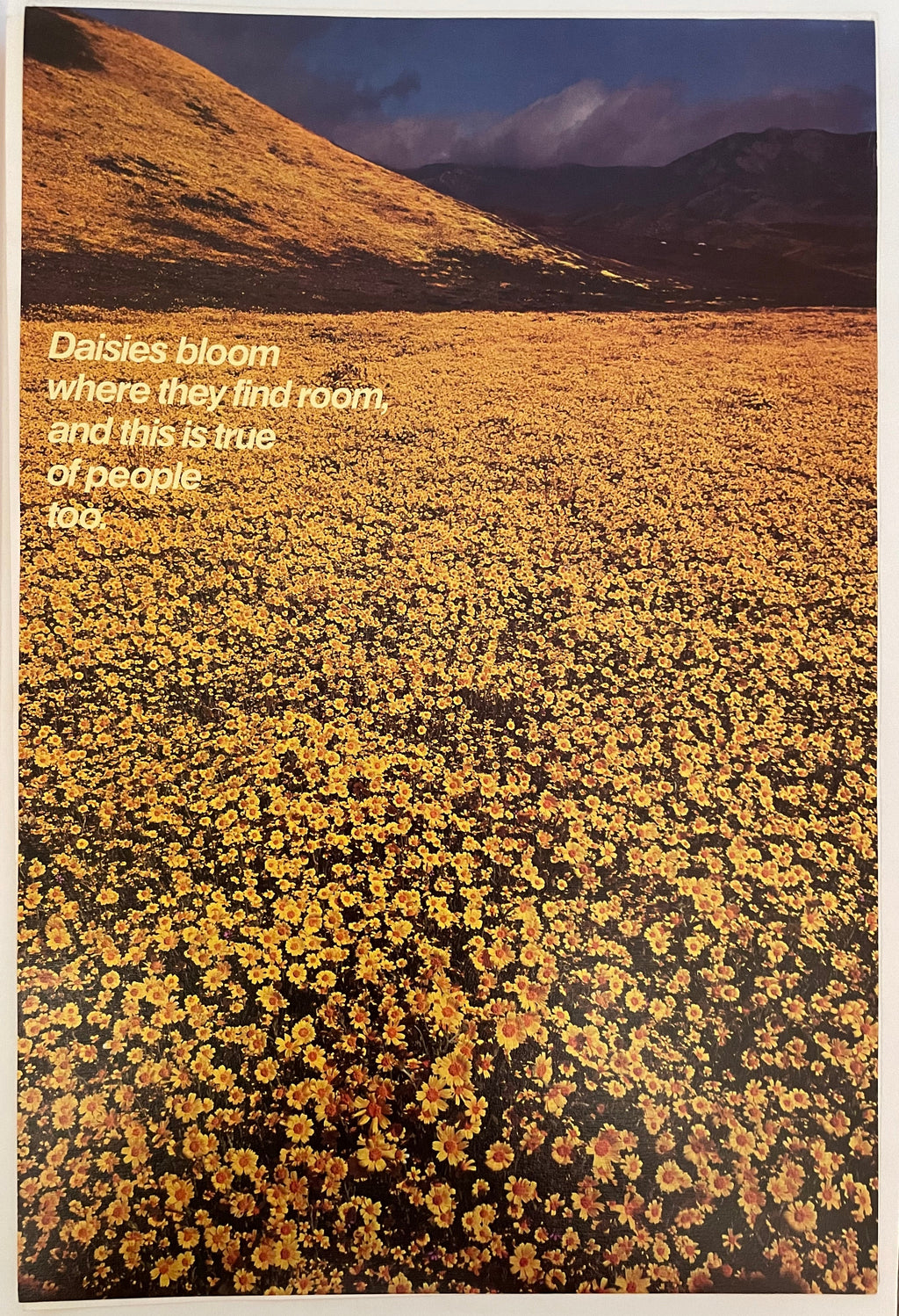 Vintage poster featuring a field of yellow flowers and a mountain range in the background with the text 'Daisies Bloom Where They Find Room, Where People Find Peace'.