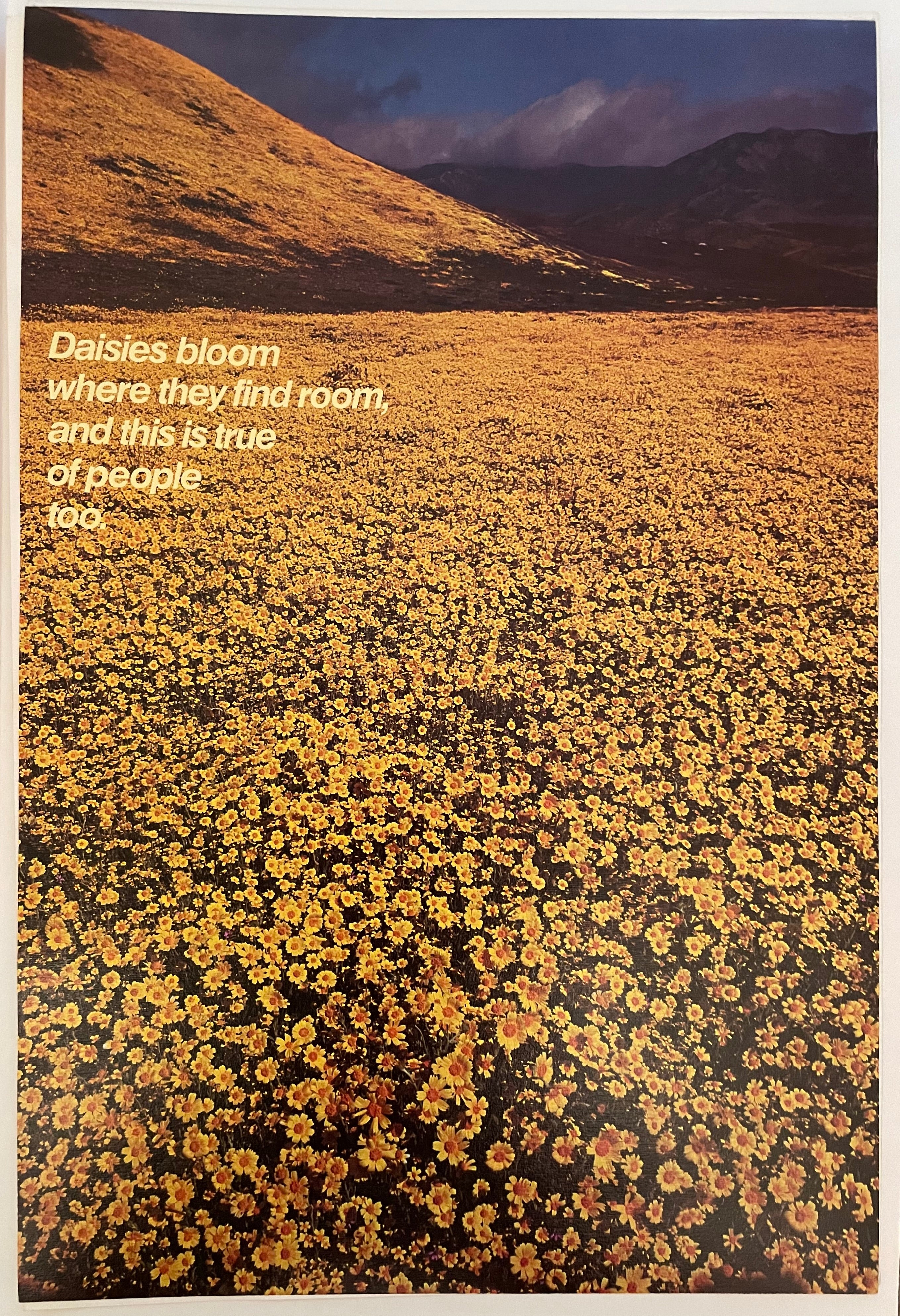 Vintage poster featuring a field of yellow flowers and a mountain range in the background with the text 'Daisies Bloom Where They Find Room, Where People Find Peace'.