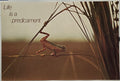 Life is a Predicament. (#2189) vintage ARGUS poster, featuring a frog balancing on blades of grass with the text 'Life is a Predicament' above it.
