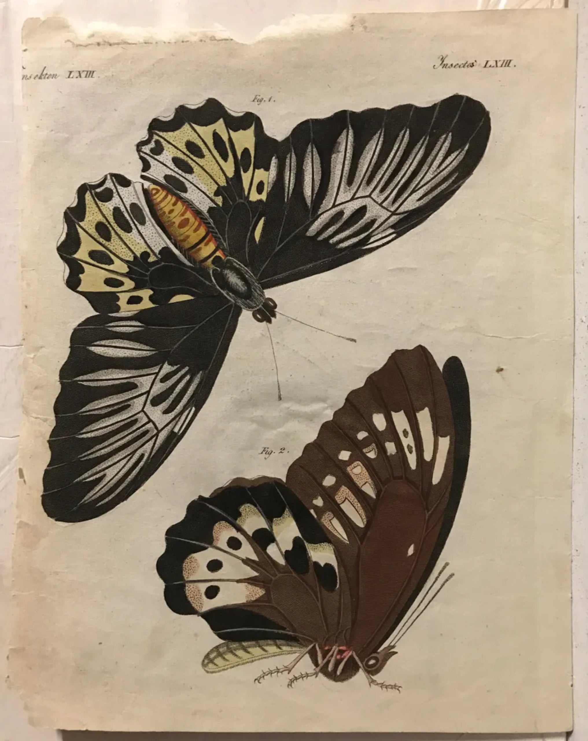 Remarkable Insects, set of (3) Antique Hand-Colored Engravings, (c.1790) - HAPPIEST KID FINDS - Museum-quality antique and vintage posters, original art, preservation and restoration