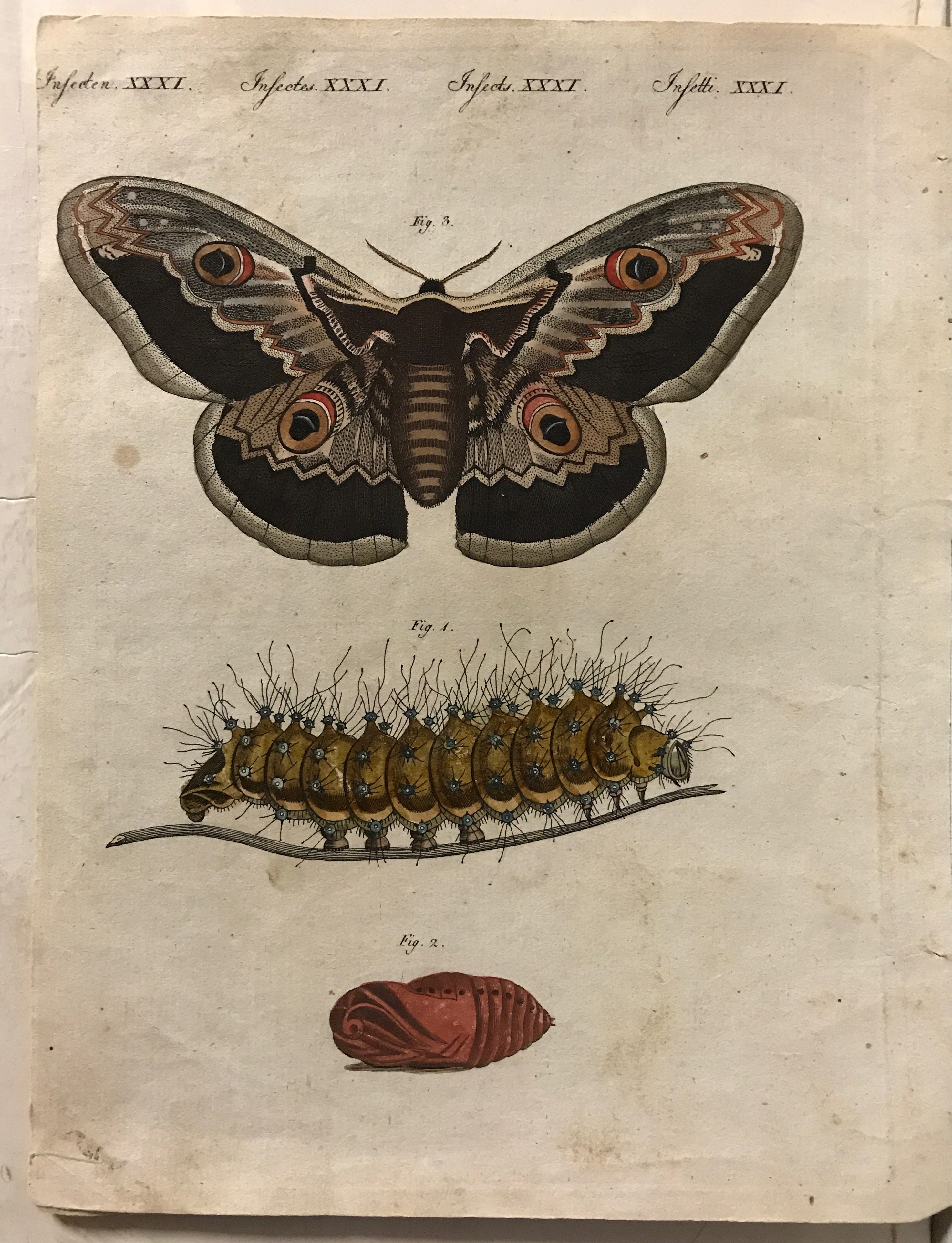 Remarkable Insects, set of (3) Antique Hand-Colored Engravings, (c.1790) - HAPPIEST KID FINDS - Museum-quality antique and vintage posters, original art, preservation and restoration